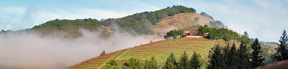 fog_1.jpg
